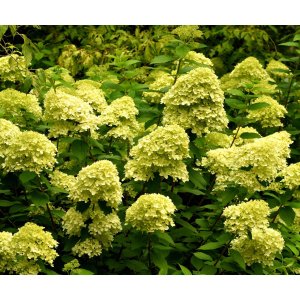 Hortenzia metlinatá (Hydrangea paniculata) ´MOJITO®´ - výška 40-60 cm, kont. C3L