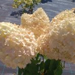 Hortenzia metlinatá (Hydrangea paniculata) ´PHANTOM´ - výška 15-25 cm, kont. C2L