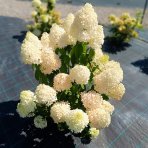 Hortenzia metlinatá (Hydrangea paniculata) ´PHANTOM´ - výška 15-25 cm, kont. C2L
