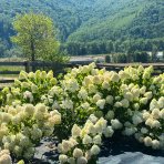 Hortenzia metlinatá (Hydrangea paniculata) ´PHANTOM´ - výška 15-25 cm, kont. C2L