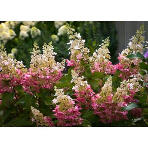 Hortenzia metlinatá (Hydrangea paniculata) ´PINKY WINKY´ - výška 20-30 cm, kont. C3L
