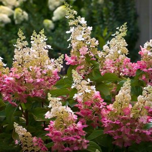 Hortenzia metlinatá (Hydrangea paniculata) ´PINKY WINKY´, výška 30-50 cm, kont. C3L