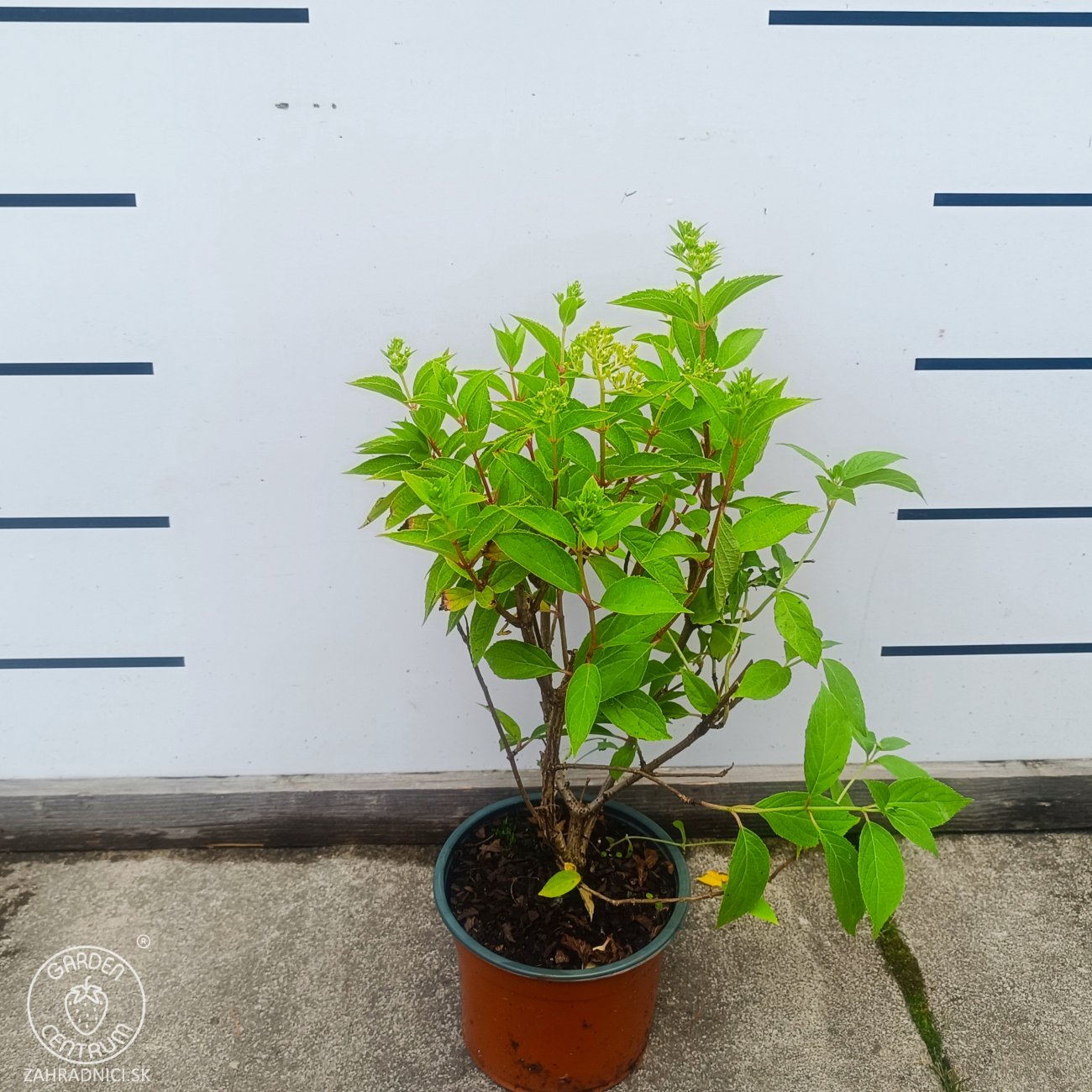 Obrázok Hortenzia metlinatá (Hydrangea paniculata) ‘SKYFALL’® - výška 30-40 cm, kont. C2L