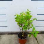 Hortenzia metlinatá (Hydrangea paniculata) ‘SKYFALL’® - výška 30-40 cm, kont. C2L