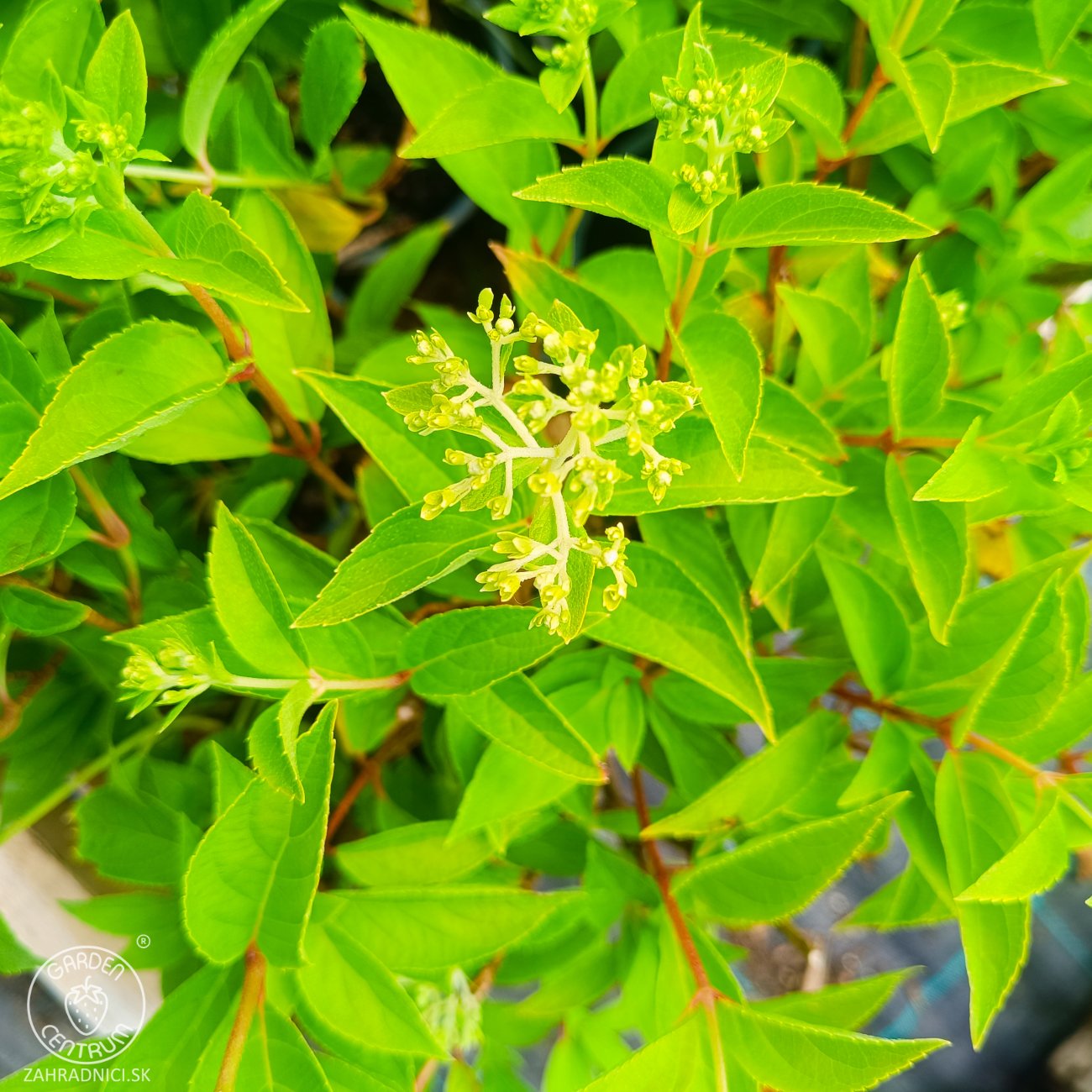 Obrázok Hortenzia metlinatá (Hydrangea paniculata) ‘SKYFALL’® - výška 30-40 cm, kont. C2L
