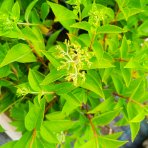 Hortenzia metlinatá (Hydrangea paniculata) ‘SKYFALL’® - výška 30-40 cm, kont. C2L