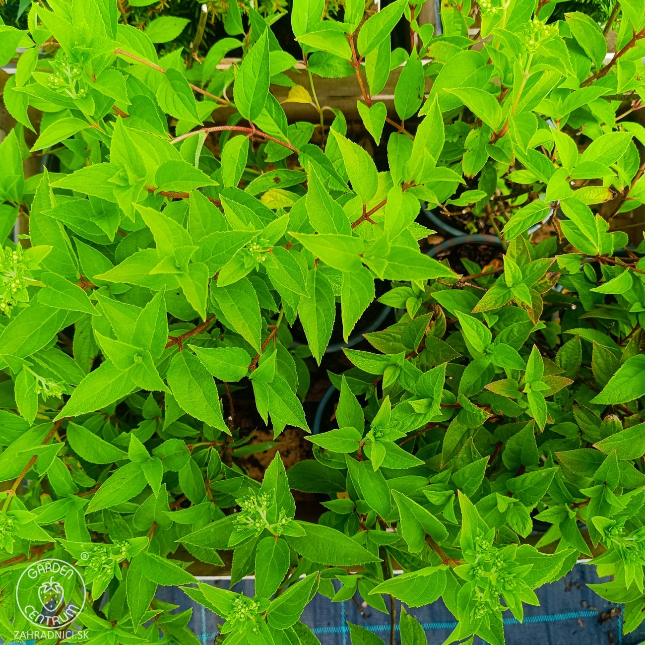 Obrázok Hortenzia metlinatá (Hydrangea paniculata) ‘SKYFALL’® - výška 30-40 cm, kont. C2L