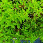 Hortenzia metlinatá (Hydrangea paniculata) ‘SKYFALL’® - výška 30-40 cm, kont. C2L