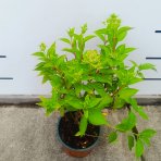 Hortenzia metlinatá (Hydrangea paniculata) ‘SKYFALL’® - výška 30-40 cm, kont. C2L