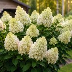 Hortenzia metlinatá (Hydrangea paniculata) ‘SKYFALL’® - výška 30-40 cm, kont. C2L