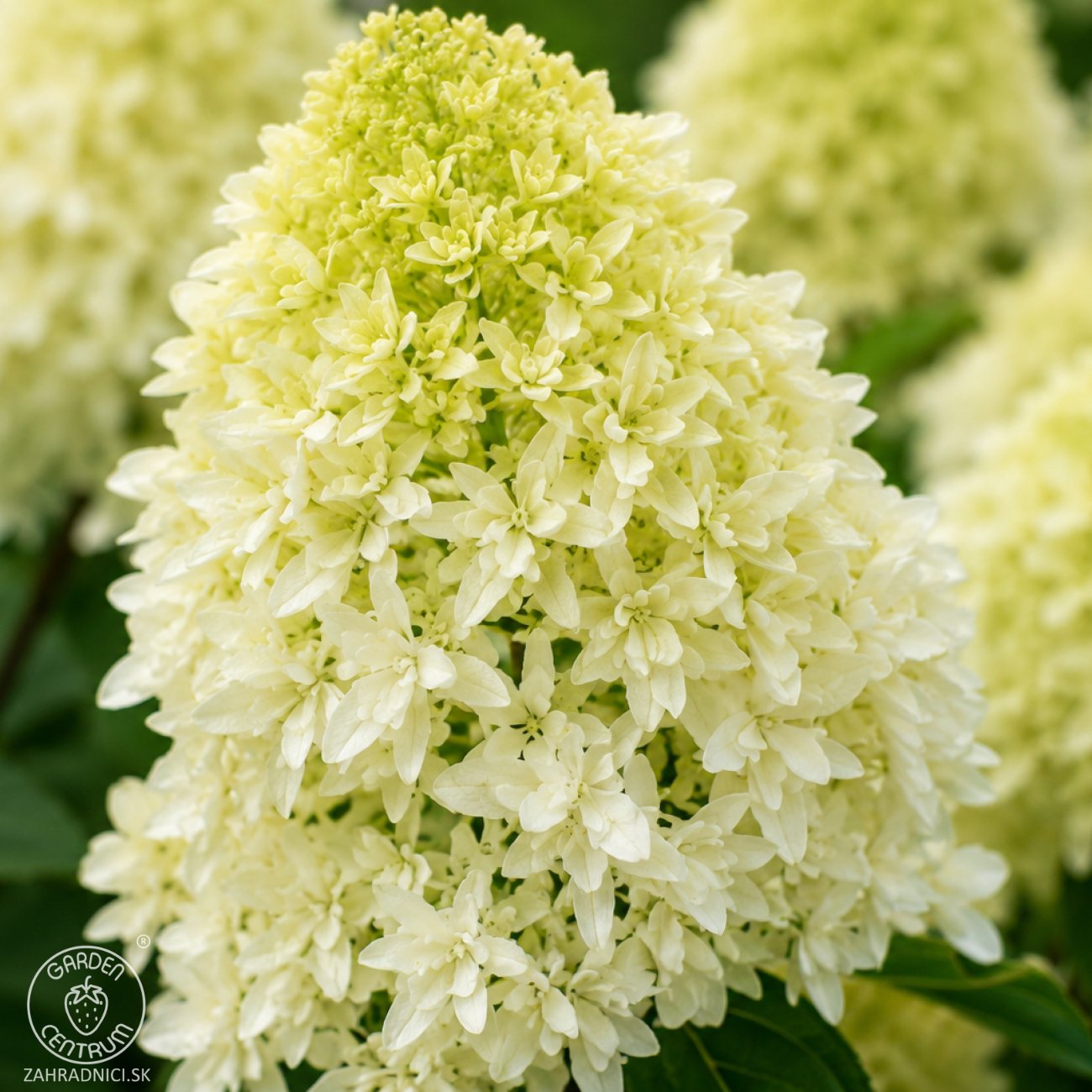 Obrázok Hortenzia metlinatá (Hydrangea paniculata) ‘SKYFALL’® - výška 30-40 cm, kont. C2L