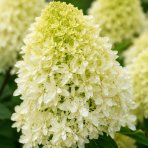 Hortenzia metlinatá (Hydrangea paniculata) ‘SKYFALL’® - výška 30-40 cm, kont. C2L