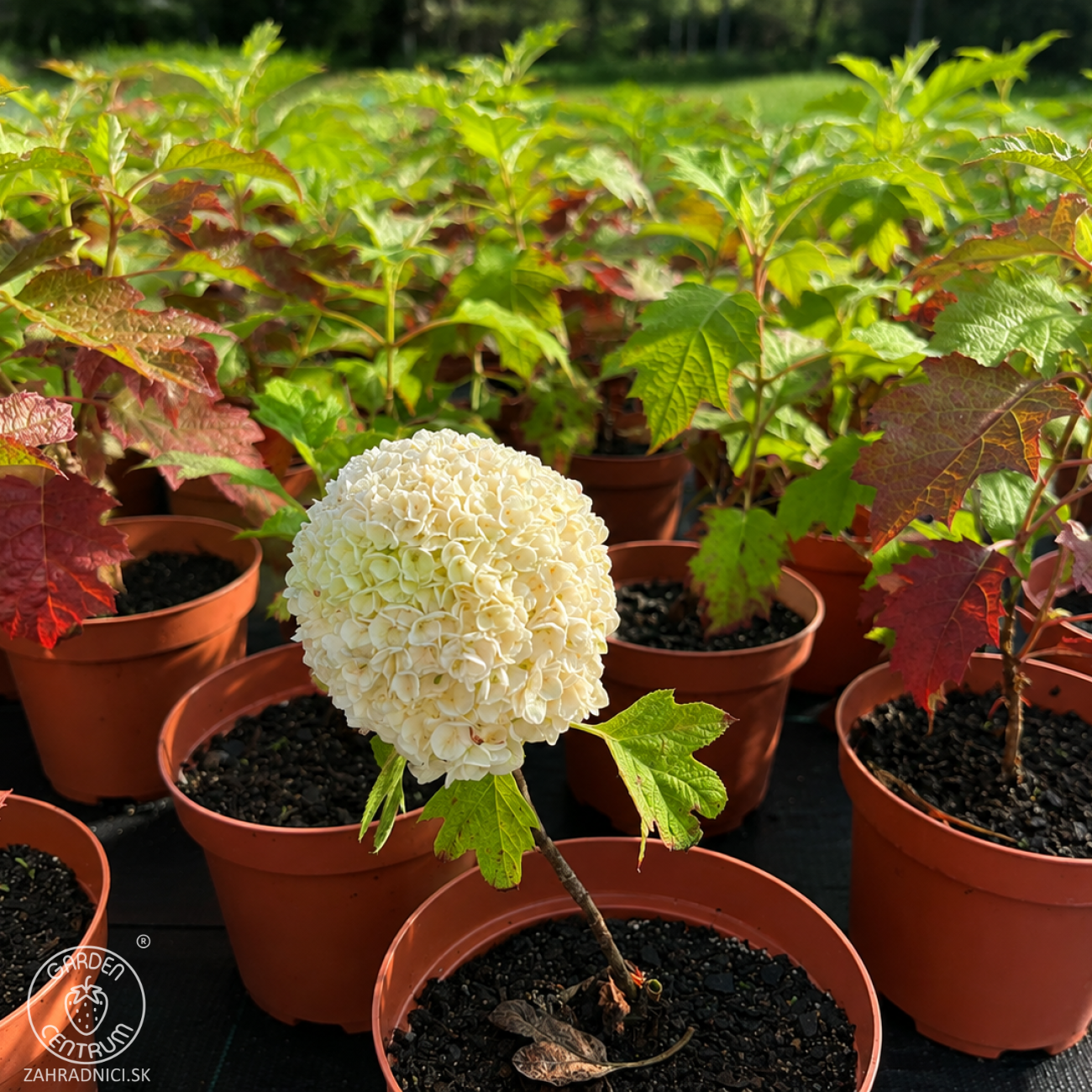 Obrázok Hortenzia dubolistá (Hydrangea quercifolia) 'TARA'® - výška 20-40 cm, kont. C2L