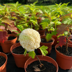 Hortenzia dubolistá (Hydrangea quercifolia) 'TARA'® - výška 20-40 cm, kont. C2L