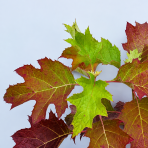 Hortenzia dubolistá (Hydrangea quercifolia) 'TARA'® - výška 20-40 cm, kont. C2L