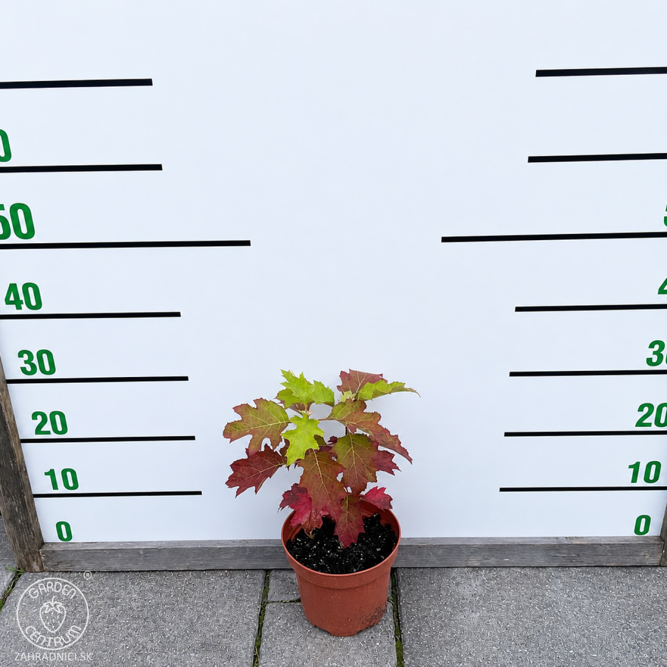 Obrázok Hortenzia dubolistá (Hydrangea quercifolia) 'TARA'® - výška 20-40 cm, kont. C2L