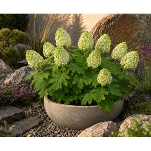 Hortenzia dubolistá (Hydrangea quercifolia) 'TARA'® - výška 20-40 cm, kont. C2L