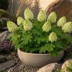 Hortenzia dubolistá (Hydrangea quercifolia) 'TARA'® - výška 20-40 cm, kont. C2L