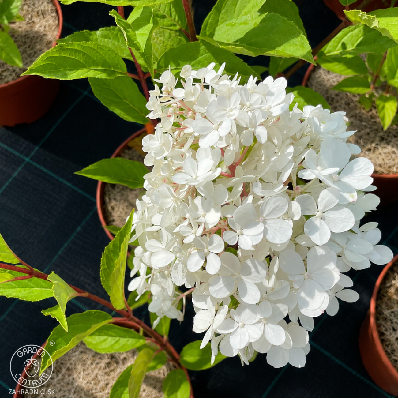 Obrázok Hortenzia metlinatá (Hydrangea paniculata) ‘UNIQUE’ - výška 40-60 cm, kont. C2L