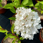 Hortenzia metlinatá (Hydrangea paniculata) ‘UNIQUE’ - výška 40-60 cm, kont. C2L