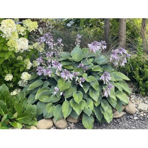 Funkia (Hosta plantaginea) ´FRAGRANT BLUE´ kont. C1.5L
