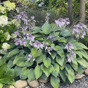 Funkia (Hosta plantaginea) ´FRAGRANT BLUE´, kont. C1.5L