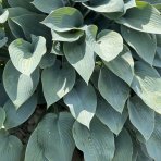 Funkia (Hosta plantaginea) ´FRAGRANT BLUE´, kont. C1.5L