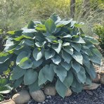 Funkia (Hosta plantaginea) ´FRAGRANT BLUE´, kont. C1.5L