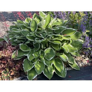 Funkia (Hosta plantaginea) ´FRANCE´ kont. C1.5L