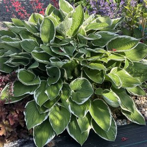 Funkia (Hosta plantaginea) ´FRANCE´, kont. C1.5L