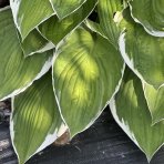 Funkia (Hosta plantaginea) ´FRANCE´, kont. C1.5L