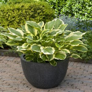 Funkia (Hosta) ‘SO SWEET’  – kont. C1,5L