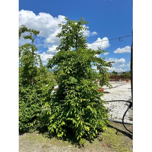 Hrab obyčajný (Carpinus betulus) ´PENDULA´ - výška 200-250 cm, kont. C130L