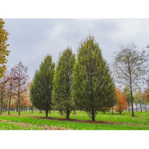 Hrab obyčajný (Carpinus betulus) ´FASTIGIATA´ - výška 110-160 cm, kont. C3L/C7.5L