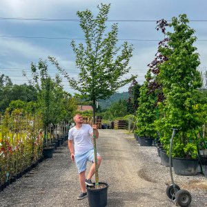 Hrab obyčajný (Carpinus betulus) - výška 350-400 cm, obvod kmeňa 8/10cm,kont. C45L