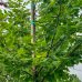 Hrab obyčajný (Carpinus betulus) - výška 350-400 cm, obvod kmeňa 8/10cm,kont. C45L