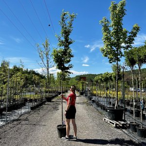 Hrab obyčajný (Carpinus betulus) - výška 350-400 cm, obvod kmeňa 8/10 cm, kont. C18L