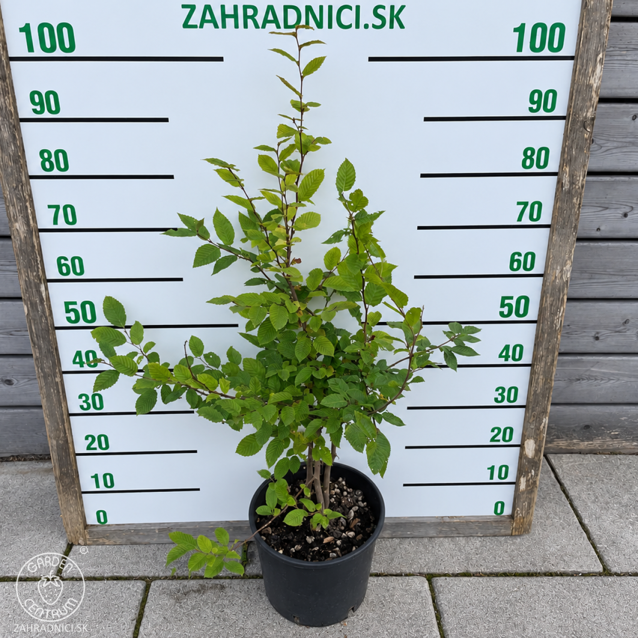 Obrázok Hrab obyčajný (Carpinus betulus) - výška 80-100 cm, kont. C10L - VIACKMENNÝ