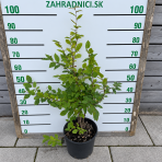 Hrab obyčajný (Carpinus betulus) - výška 80-100 cm, kont. C10L - VIACKMENNÝ