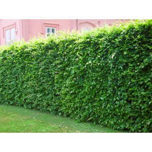 Hrab obyčajný (Carpinus betulus)  - výška 40-60 cm, kont. C2L