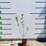 Hrab obyčajný (Carpinus betulus)  - výška 50-70 cm, kont. P9