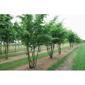Hrab obyčajný (Carpinus betulus) - výška 130-150 cm, kont. C10L - VIACKMENNÝ
