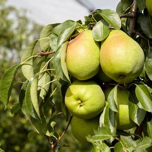 Hruška obyčajná (Pyrus communis) ´LUCASOVA´ - zimná, výška- 160-180 cm, kont. C5L