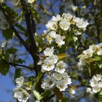 Hruška obyčajná (Pyrus communis) ´LUCASOVA´ - zimná, výška- 160-180 cm, kont. C5L