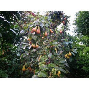 Stĺpovitá hruška (Pyrus communis) ´DECORA´ - zimná - výška 100-140 cm, kont. C3.5L