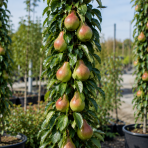 Stĺpovitá hruška (Pyrus communis) ´DECORA´ - zimná, výška 120-150 cm, voľnokorenná