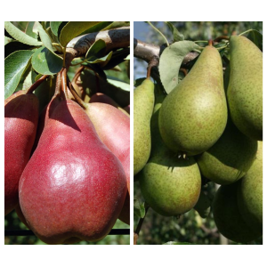 Hruška DUO 2in1 (Pyrus communis) WILLIAMS + KONFERENCIA, výška 130-150 cm, kont. C10L - kvetináčová