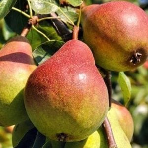 Hruška obyčajná (Pyrus communis) ´FAVORITKA´ letná, 100-120 cm, kont. C10L