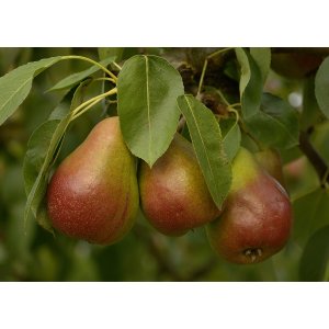 Hruška obyčajná (Pyrus communis) ´FAVORITKA´ - letná, výška: 120-150 cm, voľnokorenná