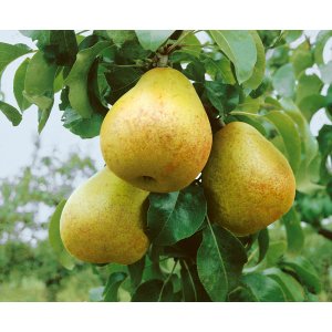 Hruška obyčajná (Pyrus Communis) ´HARDYHO MASLOVKA´ jesenná, výška: 130-180 cm - voľnokorenná
